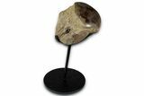 Polished Fossil Mosasaur Vertebra w/ Metal Stand - Texas #350969-1